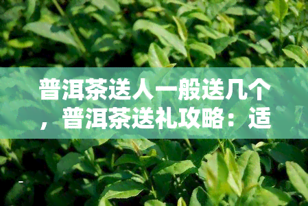 普洱茶送人一般送几个，普洱茶送礼攻略：适合送人的普洱茶数量推荐