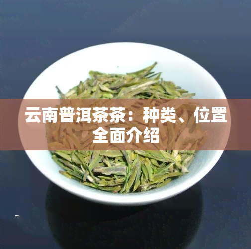 云南普洱茶茶：种类、位置全面介绍