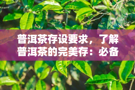 普洱茶存设要求，了解普洱茶的完美存：必备设与要求