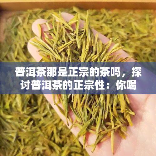 普洱茶那是正宗的茶吗，探讨普洱茶的正宗性：你喝的是真正的普洱茶吗？