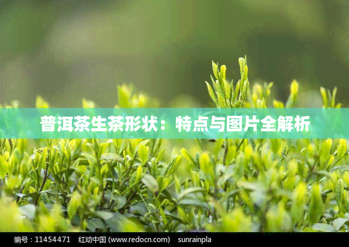 普洱茶生茶形状：特点与图片全解析