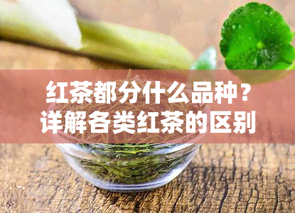 红茶都分什么品种？详解各类红茶的区别与特点