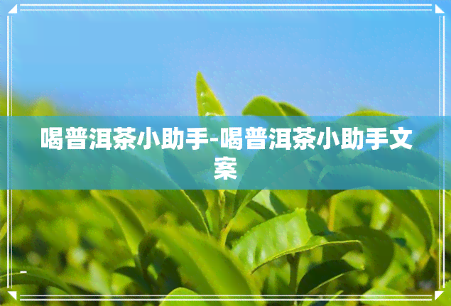 喝普洱茶小助手-喝普洱茶小助手文案