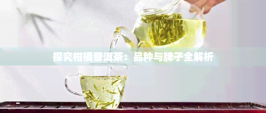 探究柑橘普洱茶：品种与牌子全解析