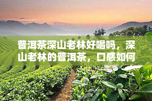 普洱茶深山老林好喝吗，深山老林的普洱茶，口感如何？