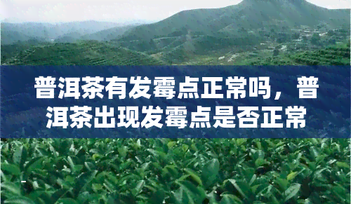 普洱茶有发霉点正常吗，普洱茶出现发霉点是否正常？