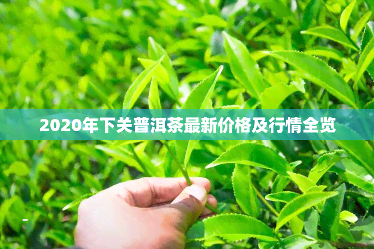 2020年下关普洱茶最新价格及行情全览