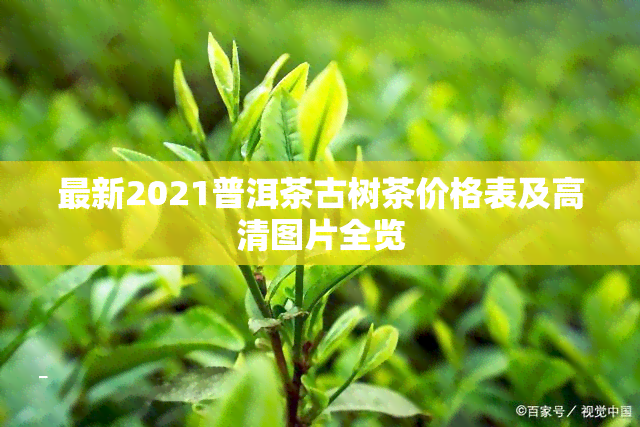 最新2021普洱茶古树茶价格表及高清图片全览