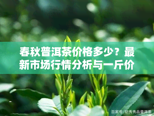 春秋普洱茶价格多少？最新市场行情分析与一斤价