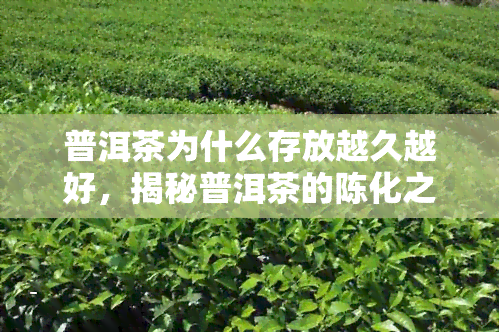 普洱茶为什么存放越久越好，揭秘普洱茶的陈化之道：为何存放越久越好？