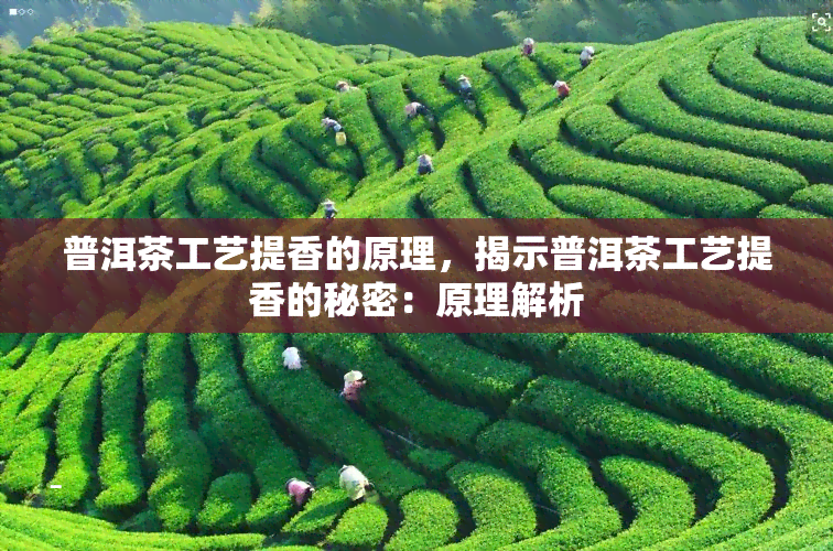 普洱茶工艺提香的原理，揭示普洱茶工艺提香的秘密：原理解析