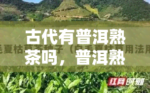 古代有普洱熟茶吗，普洱熟茶的起源：古代是否已有此茶种？