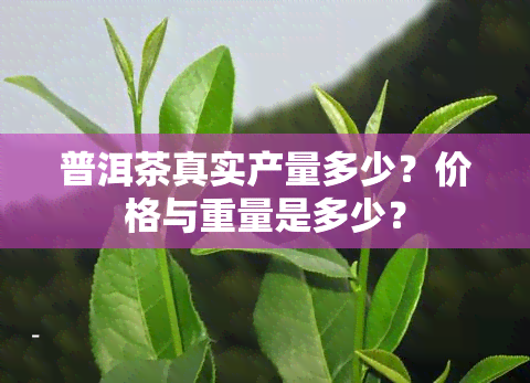 普洱茶真实产量多少？价格与重量是多少？