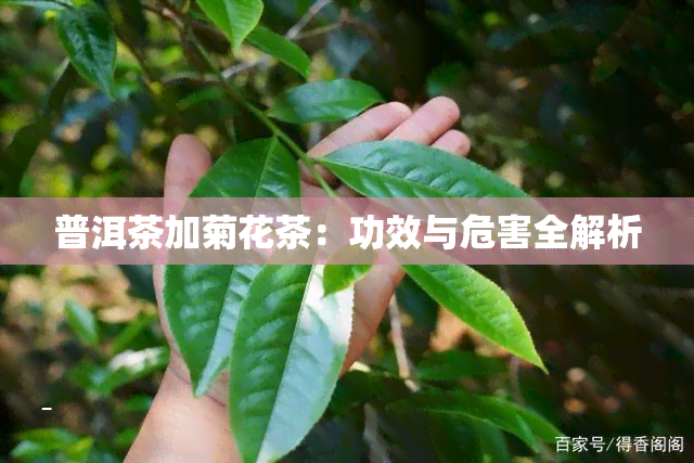 普洱茶加菊花茶：功效与危害全解析