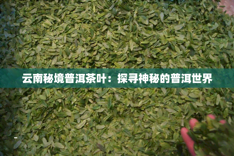 云南秘境普洱茶叶：探寻神秘的普洱世界