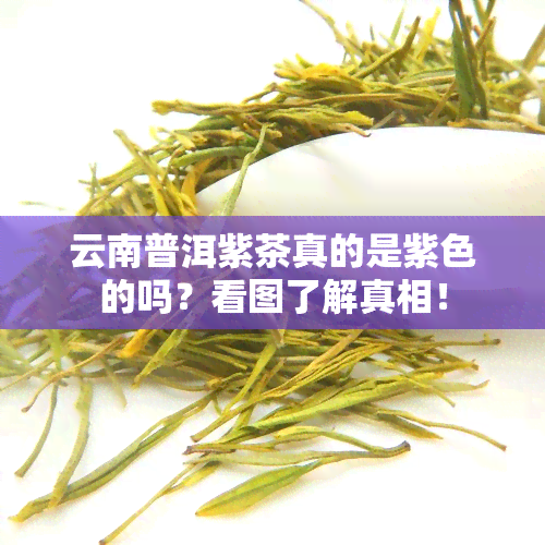 云南普洱紫茶真的是紫色的吗？看图了解真相！