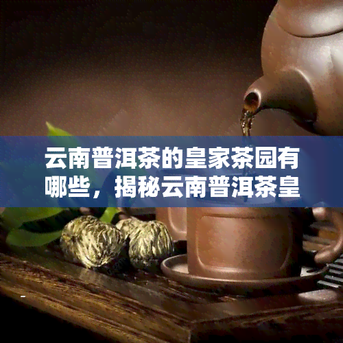 云南普洱茶的皇家茶园有哪些，揭秘云南普洱茶皇家茶园，品味千年古韵