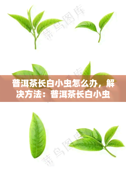 普洱茶长白小虫怎么办，解决方法：普洱茶长白小虫的应对策略