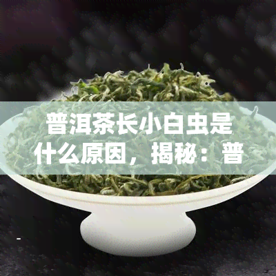 普洱茶长小白虫是什么原因，揭秘：普洱茶中出现小白虫的原因是什么？