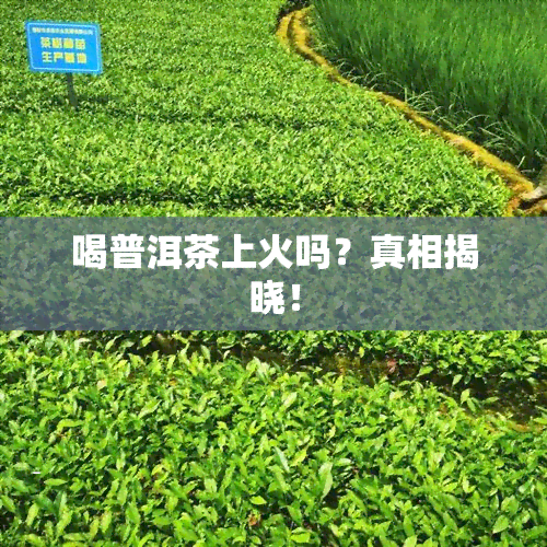 喝普洱茶上火吗？真相揭晓！