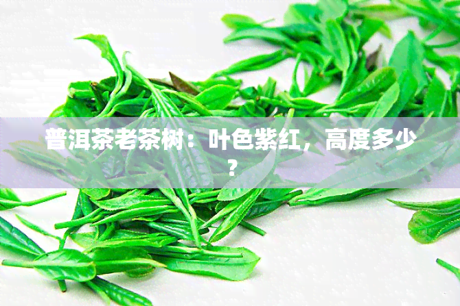 普洱茶老茶树：叶色紫红，高度多少？