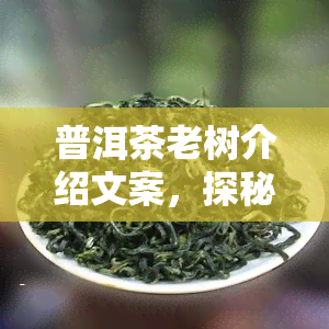 普洱茶老树介绍文案，探秘古老韵味：普洱茶老树的介绍与鉴