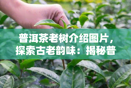 普洱茶老树介绍图片，探索古老韵味：揭秘普洱茶老树的魅力与风情