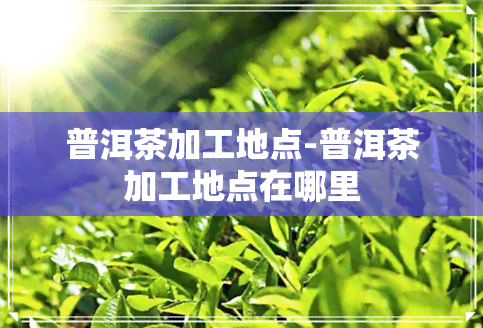 普洱茶加工地点-普洱茶加工地点在哪里