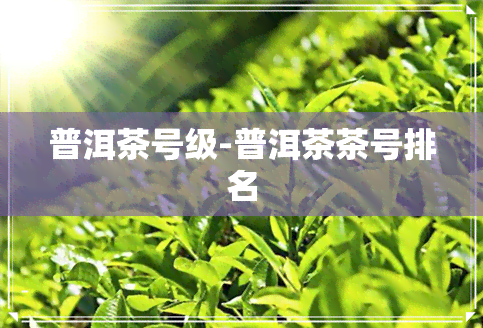 普洱茶号级-普洱茶茶号排名