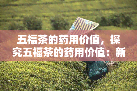 五福茶的用价值，探究五福茶的用价值：新选择