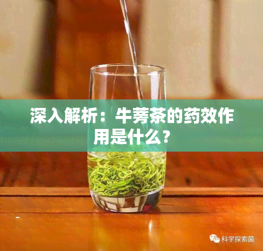 深入解析：牛蒡茶的效作用是什么？