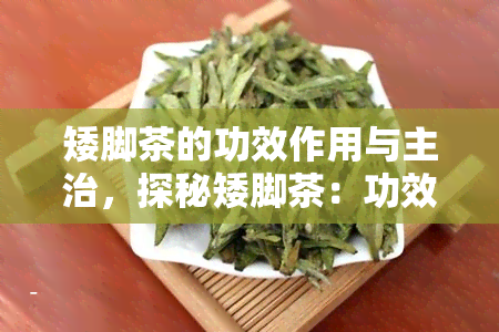 矮脚茶的功效作用与主治，探秘矮脚茶：功效、作用及主治全解析