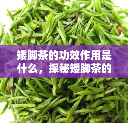 矮脚茶的功效作用是什么，探秘矮脚茶的神奇功效与作用