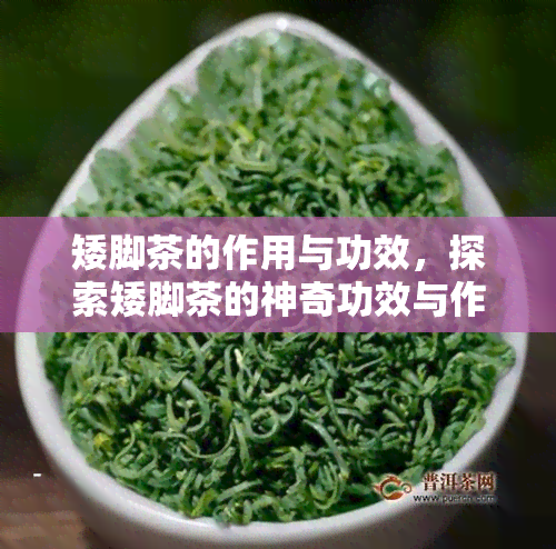 矮脚茶的作用与功效，探索矮脚茶的神奇功效与作用