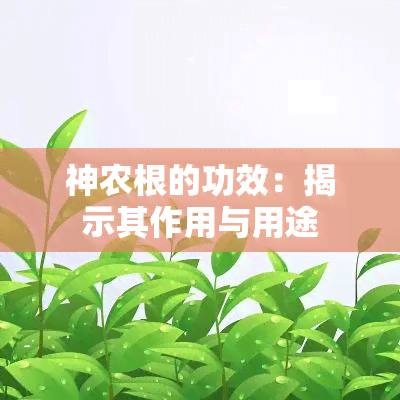 神农根的功效：揭示其作用与用途