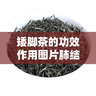 矮脚茶的功效作用图片肺结节能吗，矮脚茶的神奇功效：能否治疗肺结节？来看图片揭示答案！