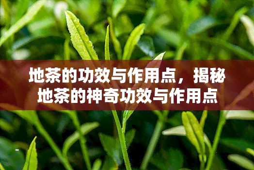 地茶的功效与作用点，揭秘地茶的神奇功效与作用点