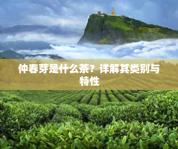 仲春芽是什么茶？详解其类别与特性