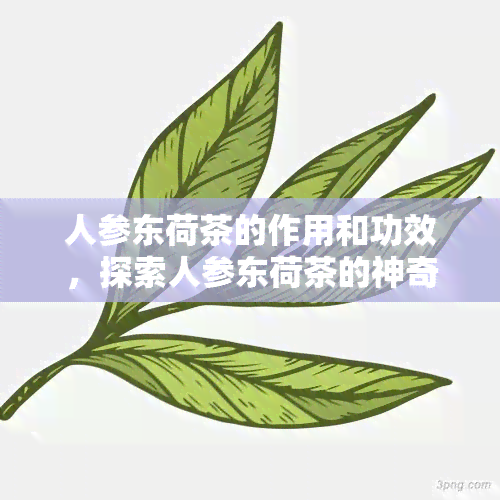 人参东荷茶的作用和功效，探索人参东荷茶的神奇作用与越功效