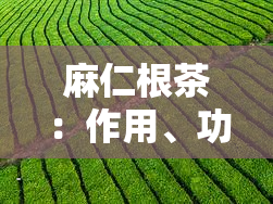 麻仁根茶：作用、功效与禁忌全解析