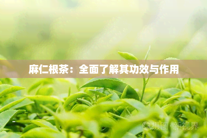 麻仁根茶：全面了解其功效与作用