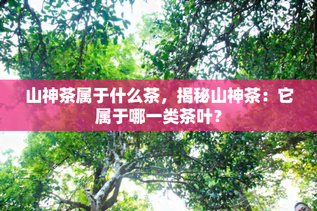 山神茶属于什么茶，揭秘山神茶：它属于哪一类茶叶？