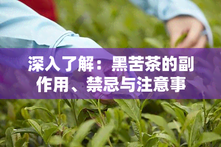 深入了解：黑苦茶的副作用、禁忌与注意事