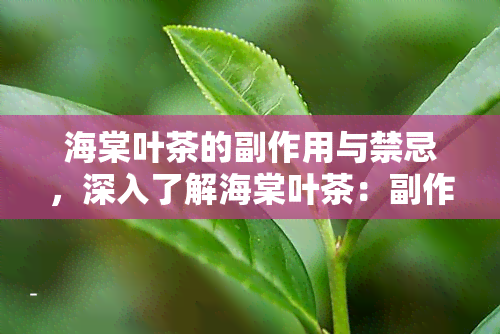 海棠叶茶的副作用与禁忌，深入了解海棠叶茶：副作用与禁忌全解析