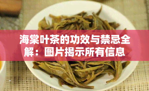 海棠叶茶的功效与禁忌全解：图片揭示所有信息