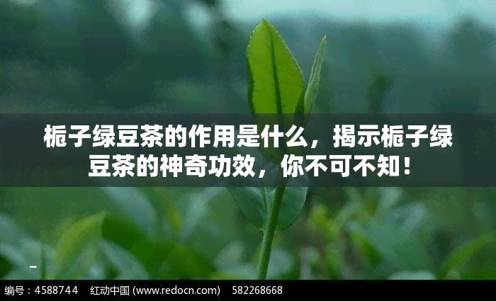 栀子绿豆茶的作用是什么，揭示栀子绿豆茶的神奇功效，你不可不知！