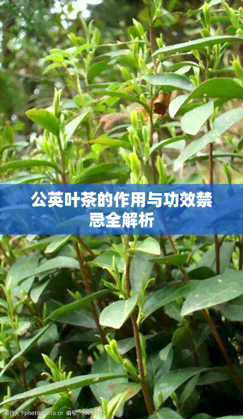 公英叶茶的作用与功效禁忌全解析