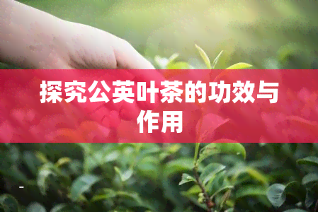 探究公英叶茶的功效与作用