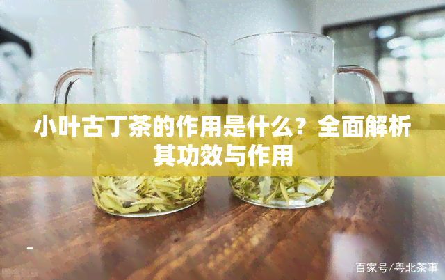 小叶古丁茶的作用是什么？全面解析其功效与作用