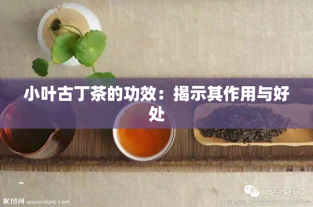 小叶古丁茶的功效：揭示其作用与好处